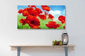 Stampa su tela – Fiori di papavero nel prato