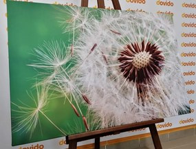 Quadro su tela – Semi di soffione