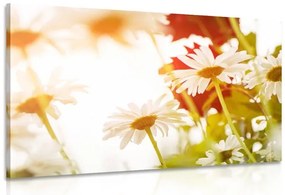 Stampa su tela – Margherite magiche