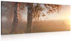Quadro su tela – Foresta autunnale nebbiosa