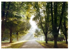 Fotomurale adesivo Passeggiata di mattina