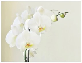 Fotomurale Bianca orchidea