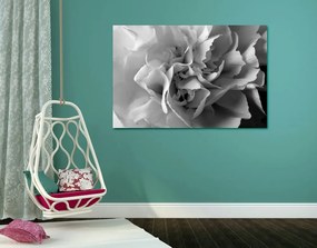 Stampa su tela – Petali di garofano in bianco e nero