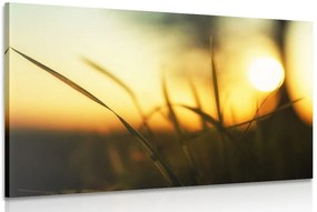 Stampa su tela – Tramonto nell'erba