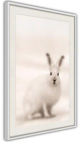 Poster  Curious Rabbit  Cornice Quadri Cornice nera, Larghezza x Altezza Home decor 20x30