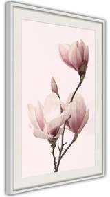 Poster  Blooming Magnolias III  Cornice Quadri Cornice nera con pass-partout, Larghezza x Altezza Home decor 20x30