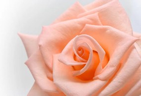 Carta da parati autoadesiva – Rosa in tonalità pesca