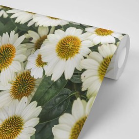 Carta da parati – Fiori curativi di camomilla