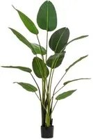 Pianta Strelitzia con Vaso 13Foglie H185 (2 Pezzi) - STERLIZIA