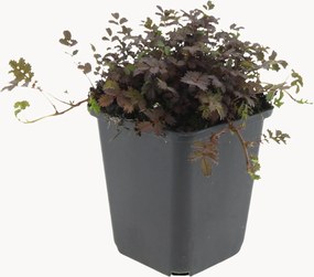 Set di 6 piante vere Acaena microphylla Copper Carpet