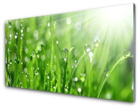 Quadro vetro acrilico Natura, erba, gocce 100x50 cm