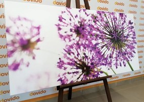 Stampa su tela – Fiori di aglio viola in fiore