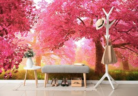 Carta da parati – Alberi di ciliegio in fiore