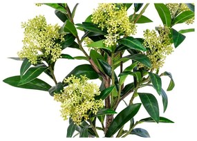 Pianta artificiale Skimmia - House Nordic