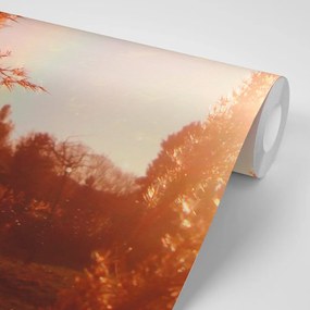 Carta da parati – Atmosfera autunnale