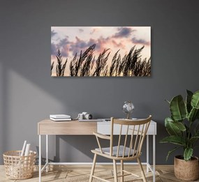 Stampa su tela – Erba al tramonto