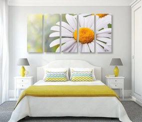 Quadri 5 pezzi – Fiori di margherita