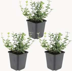 Set di 3 piante vere Fortune's Spindle Euonymus fortunei Emerald n Gaiety