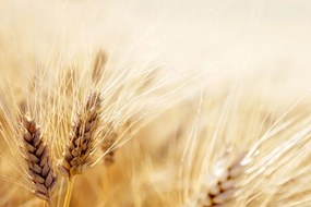 Carta da parati – Campo di grano