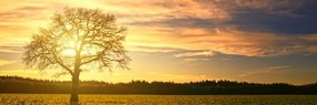 Quadro su tela – Albero solitario