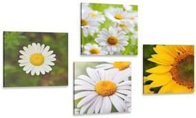 Set di quadri – Fiori di campo