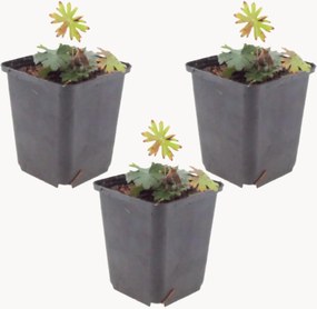 Set di 3 piante vere Geranio sanguineo Bloody Cranesbill