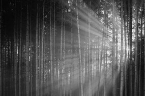 Carta da parati – Sole dietro gli alberi in bianco e nero