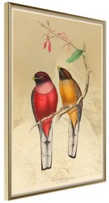 Poster  Ornithologist's Drawings  Cornice Quadri Cornice d'oro, Larghezza x Altezza Home decor 20x30