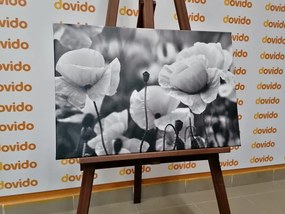 Stampa su tela – Campo di papaveri selvatici in bianco e nero