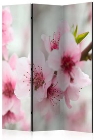 Paravento Spring, blooming tree pink flowers [Room Dividers]