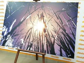 Stampa su tela – Erba di campo