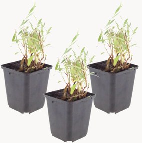 Set di 3 piante vere Beeblossom Gaura lindheimeri