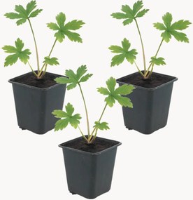 Set di 3 piante vere Astrantia major