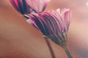 Quadro su tela – Margherite rosa delicate
