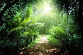 Carta da parati autoadesiva – Sentiero sull'isola Seychelles