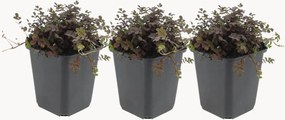 Set di 3 piante vere Acaena microphylla Copper Carpet