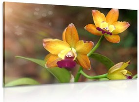 Stampa su tela – Orchidea arancione