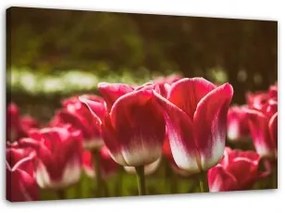 Quadro su tela, Fiore di tulipano rosso 120x80