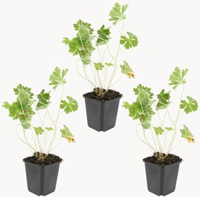 Set di 3 piante vere Geranio Rozanne