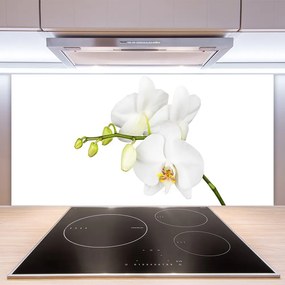 Pannello cucina paraschizzi Fiori di orchidea Natura 100x50 cm