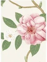 Sanderson Carta da parati Christabel - Coral/ Ivory