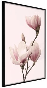 Poster  Blooming Magnolias III  Cornice Quadri Cornice nera, Larghezza x Altezza Home decor 30x45