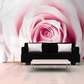 Fotomurale  Rose maze  Colore Rosa, Dimensioni e Misure 150x105