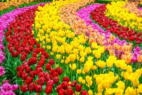 Carta da parati autoadesiva – Giardino pieno di tulipani
