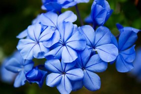 Carta da parati autoadesiva – Fiori blu selvatici