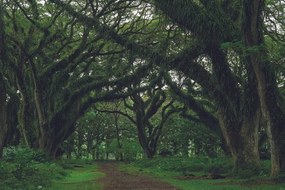 Carta da parati autoadesiva – Sentiero avvolto nel verde
