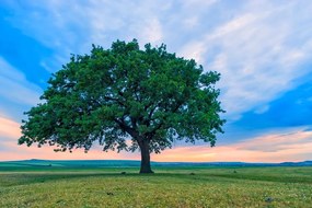 Carta da parati autoadesiva – Quercia solitaria