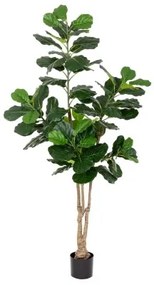Pianta Decorativa Poliuretano Cemento Ficus 175 cm