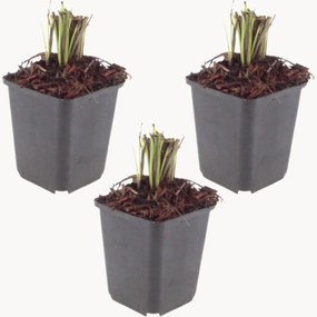 Set di 3 piante vere Knautia Macedonica
