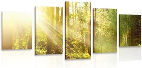 Quadri 5 pezzi – Raggi di sole nella foresta